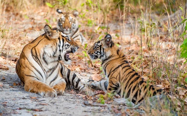 Bandhavgarh National Park