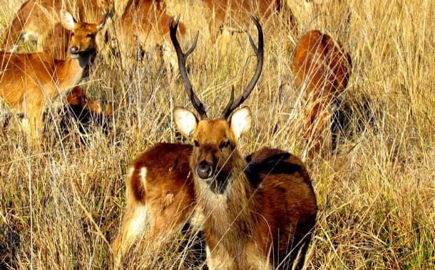 Barasingha in Kanha National Park