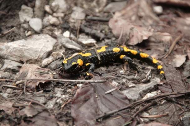 Black and yellow salamander