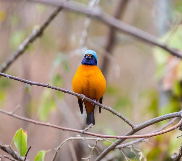 Blue-hooded euphonia