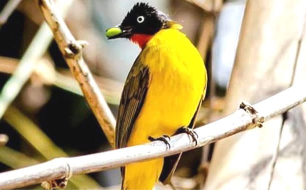 Bulbul, mascot of Goa Birds Festival
