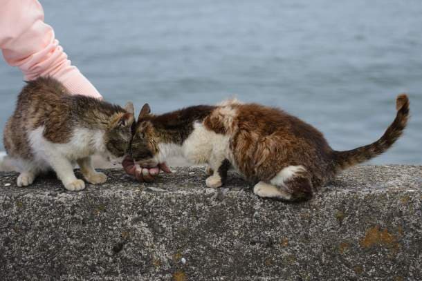 Cat Island, Japan