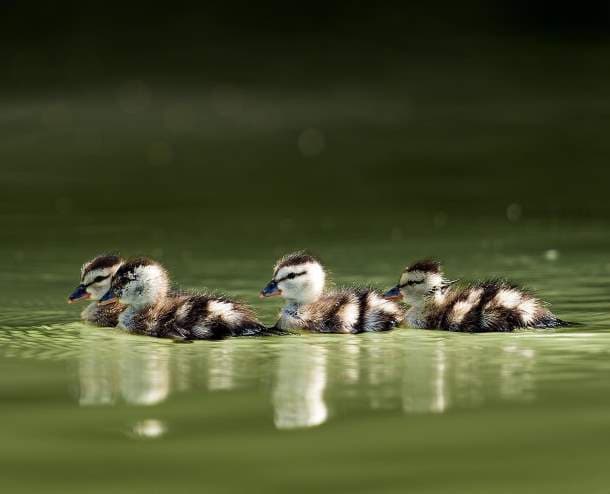 Cotton pygmy goslings