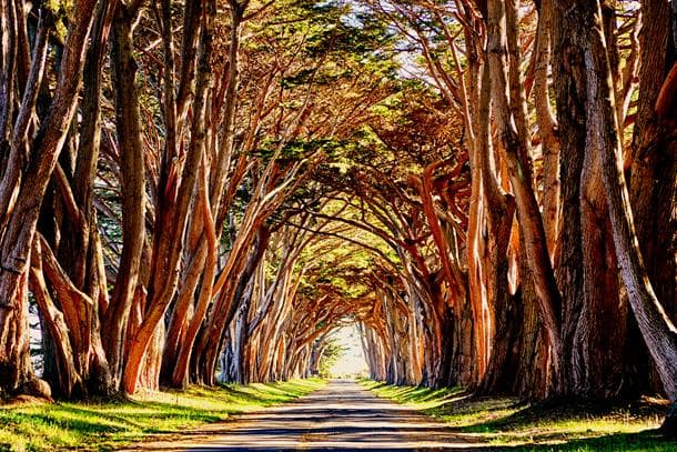 Cypress Tunnel, Point Reyes, California