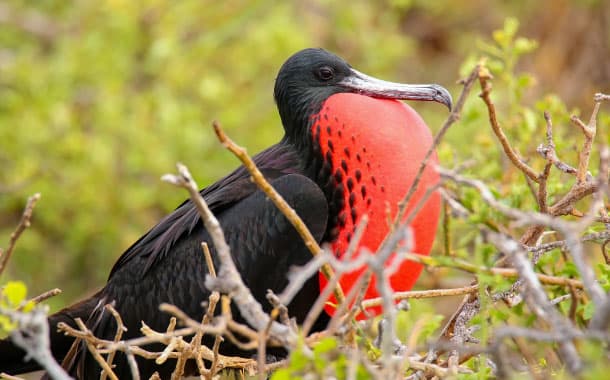 Frigatebird