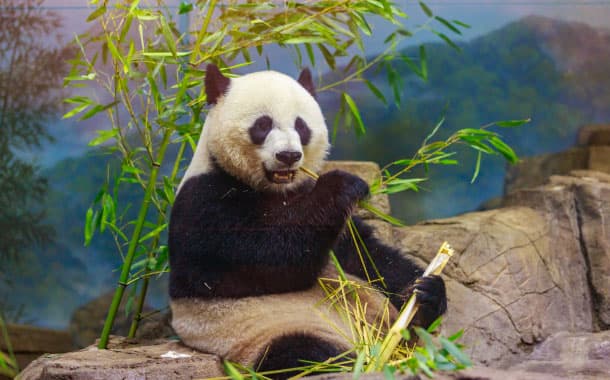Giant panda, National Park