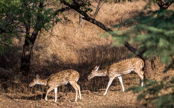 Gir Forest National Park