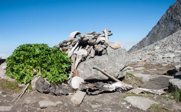 Human Skeletons, Roopkund Lake