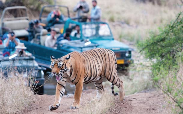 Jim Corbett National Park