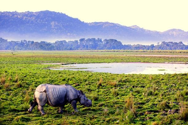 Kaziranga National Park