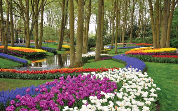 Keukenhof garden in Netherlands