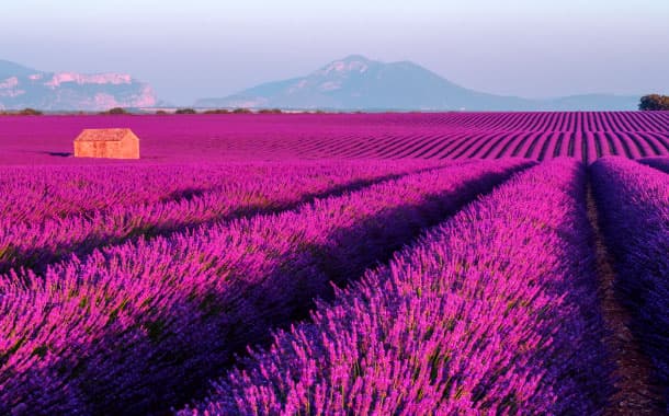Lavender Fields