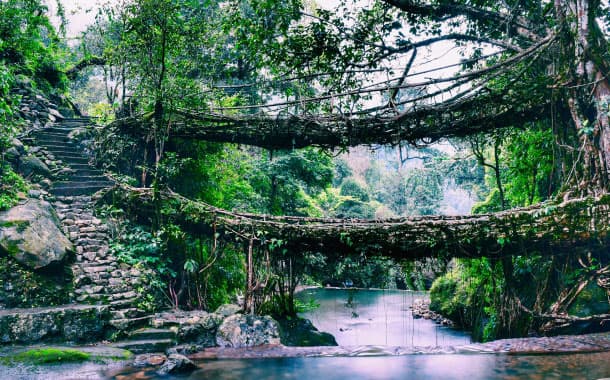 Living Root Bridges