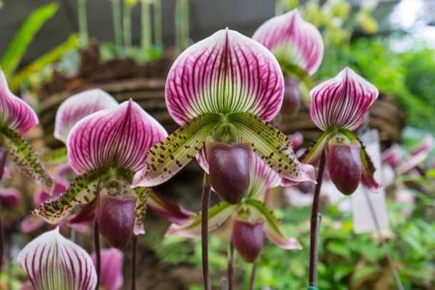 Paphiopedilum orchid flower