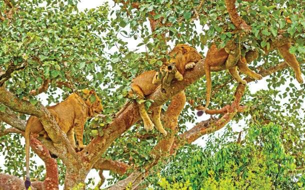Queen Elizabeth National Park