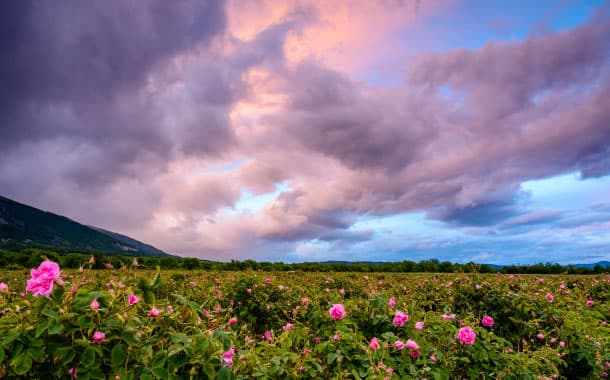 Rose Valley