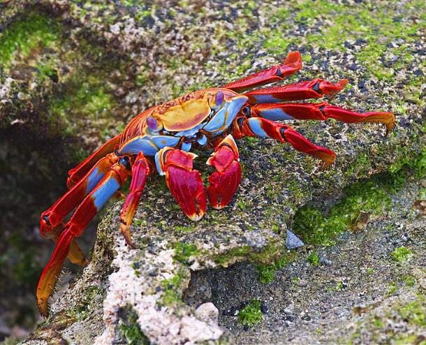 Sally Lightfoot Crab