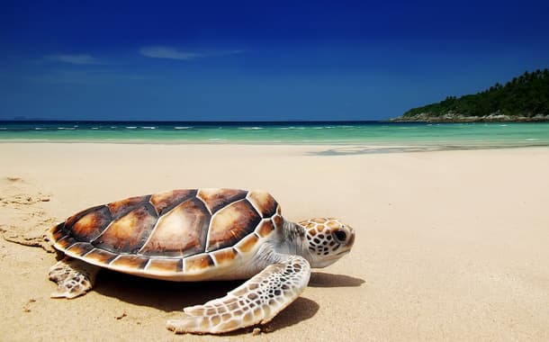 Sea turtles