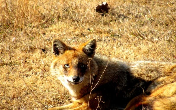 Smiling jackal in Kanha