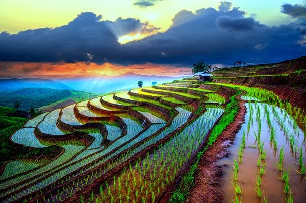 Terrace rice fields in Khonoma