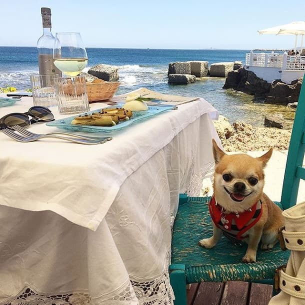 This dog has travelled more than you