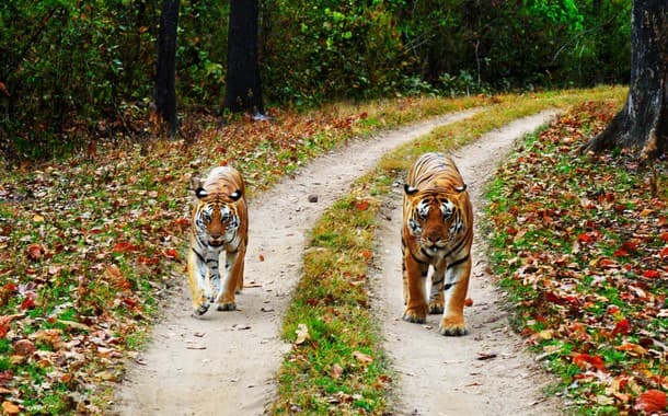 TigerTigress, Kanha