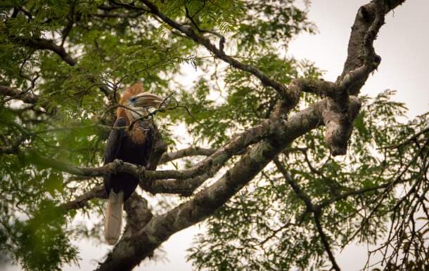 wild yellow-casqued hornbill