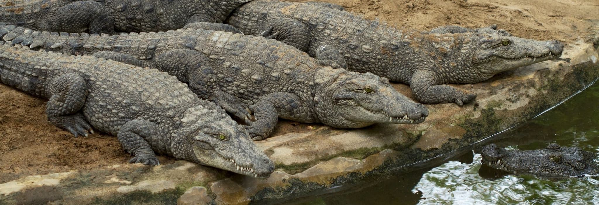 Biggest crocodile sanctuary in India has reptiles for adoption