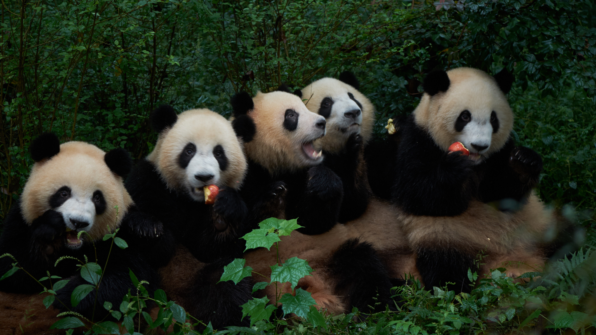 The Giant Panda Research & Breeding Center, Chengdu
