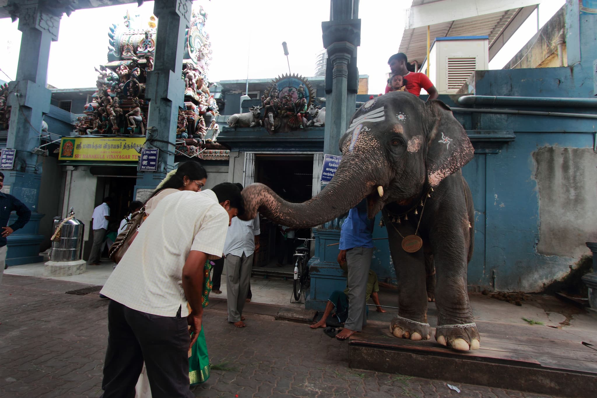 Unusual elephant encounter at Pondicherry's Ganesha temple