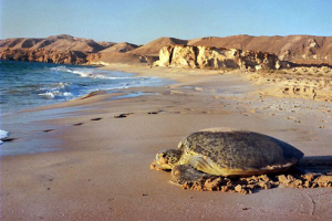 Oman places to visit in 2015