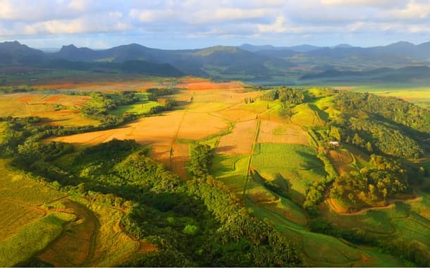 Aerial view of sugar cane fields, Mauritius