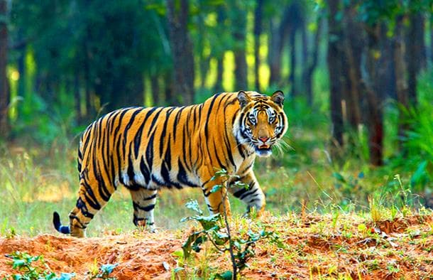Bengal tiger, Sundarbans