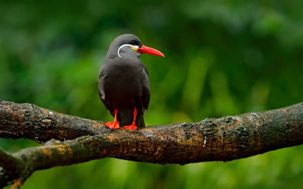 Black Inca Tern, Peru