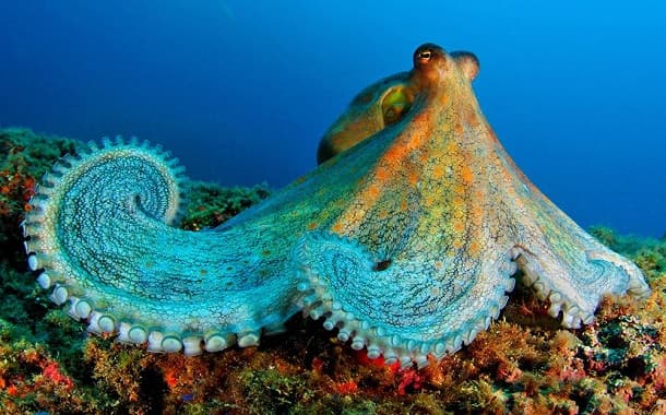 Cephalopods, Malaysia