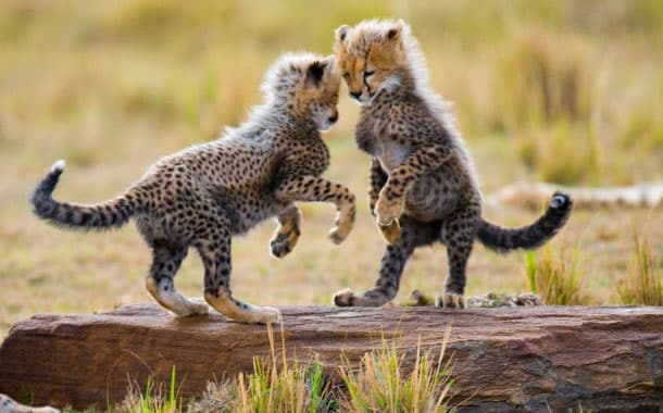 Cheetah cubs playing with each other, Maasai Mara