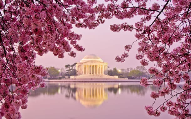 Cherry Blossom Festival, Washington DC