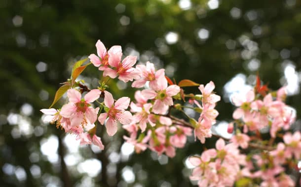 Cherry Blossom, Shillong