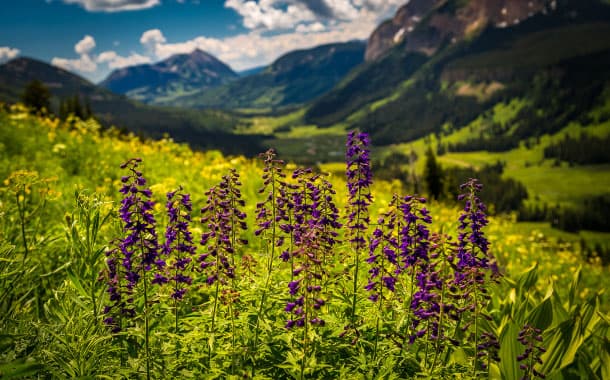 Crested Butte Wildflower