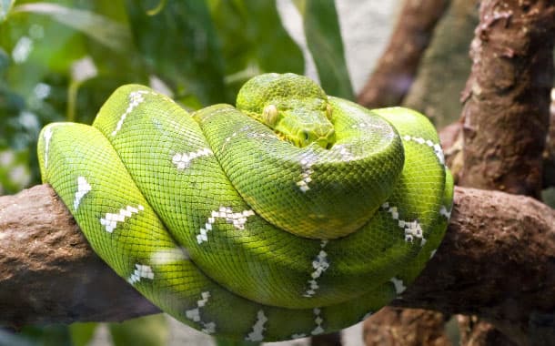 Emerald boa constrictor, Amazon