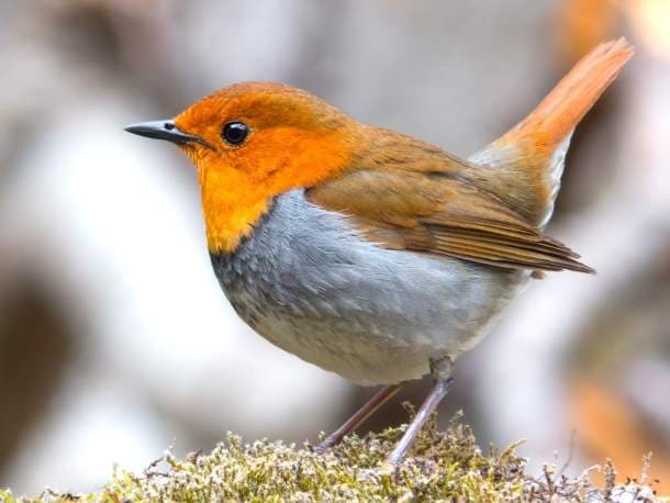 European robin, UK