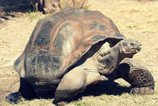 Giant Pinta Tortoise