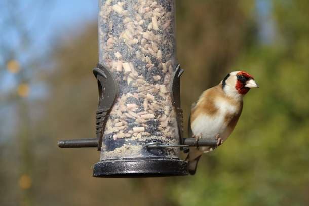 Goldfinch, Europe