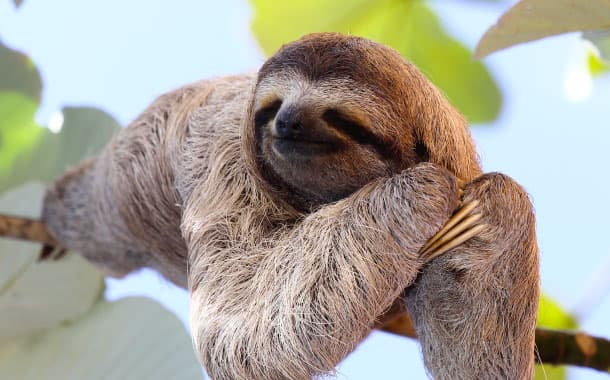 Happy sloth, Amazon