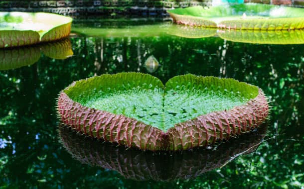 Heart shape Lotus leaf, Amazon rainforest