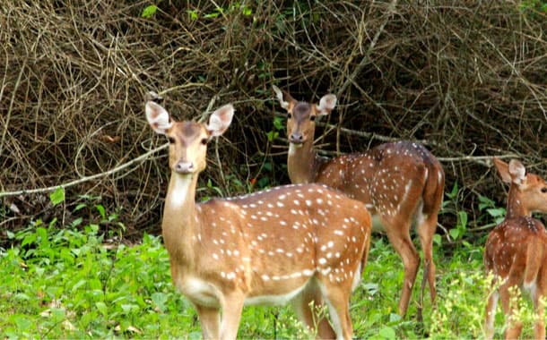 Herd of deer at Nagarhole National Park