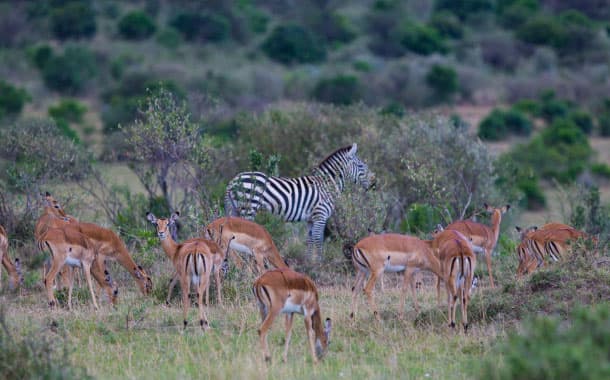 Impala Antelopes, Maasai Mara