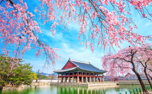 Jinhae Gunhangje Cherry Blossom Festival, South Korea