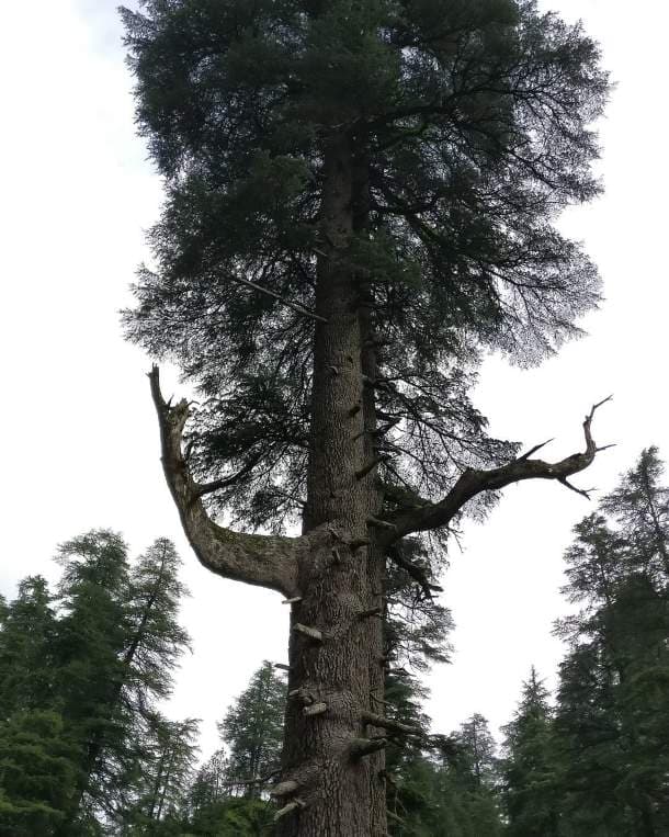 Joint Deodar Tree, Jageshwar