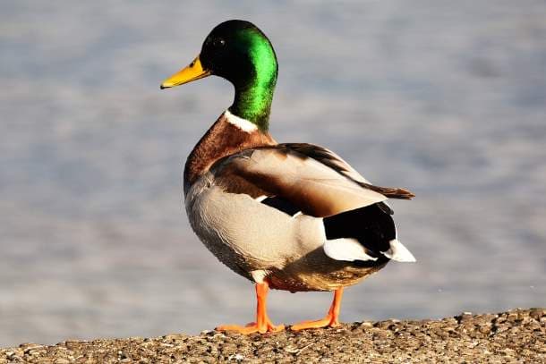 Mallard Duck, Washington